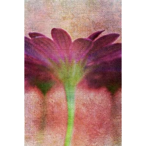 Wall Flower Canvas Art - Roberta Murray (20 x 28)