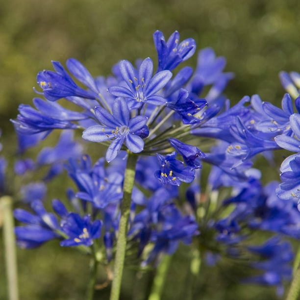 regnskyl trække sig tilbage krysantemum Little Blue Fountain Agapanthus 'Lily of the Nile' (2.5 Quart) Re-Blooming Perennial with Blue Flowers - Part Sun Live Outdoor Plant - Southern Living Plants - Walmart.com regnskyl trække sig tilbage krysantemum Little Blue Fountain Agapanthus 'Lily of the Nile' (2.5 Quart) Re-Blooming Perennial with Blue Flowers - Part Sun Live Outdoor Plant - Southern Living Plants - Walmart.com