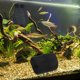 thumbnail image 4 of IFANLANDOR De Acuario Con Refugio Cómodo Para Betta En Plástico ABS Negro Resistente, 4 of 6