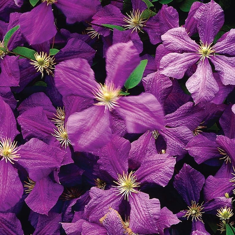 Expert Gardener Clematis Jackmanii (1 Dormant Bare Root) Partial