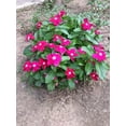 thumbnail image 2 of Seedville 100 Dwarf Rose Periwinkle Flower Seeds, 2 of 7