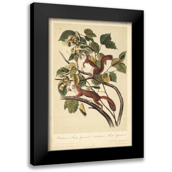 Audubon, John James 11x14 Black Modern Framed Museum Art Print Titled - Audubon Squirrel II