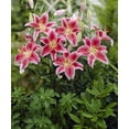 thumbnail image 1 of Bulbes de fleurs TASC - Lys oriental Stargazer, 1 of 2