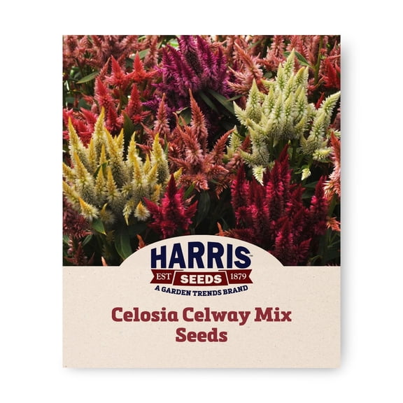 Harris Seeds Celosia Celway Mix, Cut Flower Variety, 25 Count