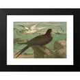 thumbnail image 2 of Johann Friedrich Naumann 24x18 Black Modern Framed Museum Art Print Titled - Phaeton Ethereal, Fregata Eagle, 2 of 5