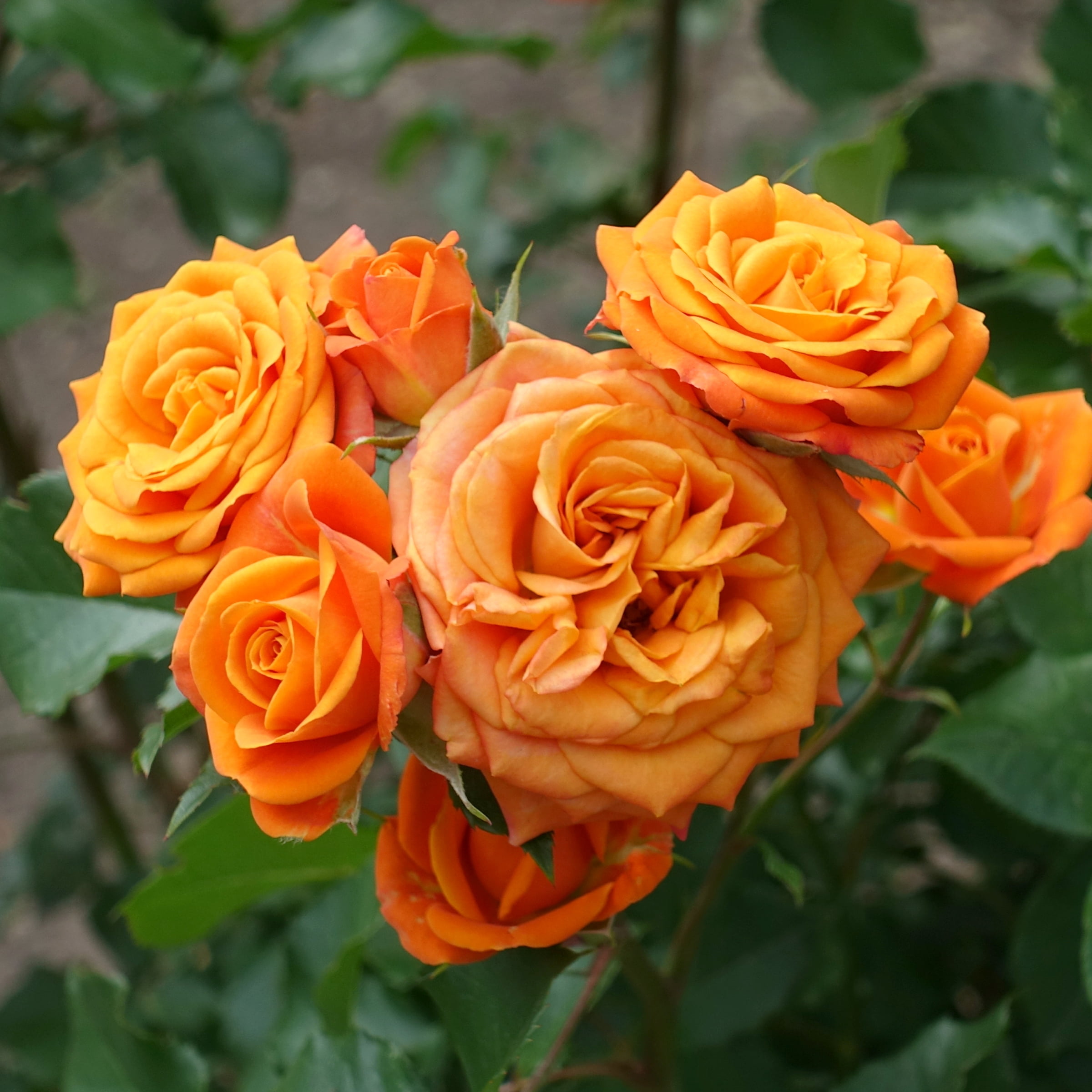 Bareroot Maria Stern Hybrid Tea Rose Live Shrub with Full Sunlight