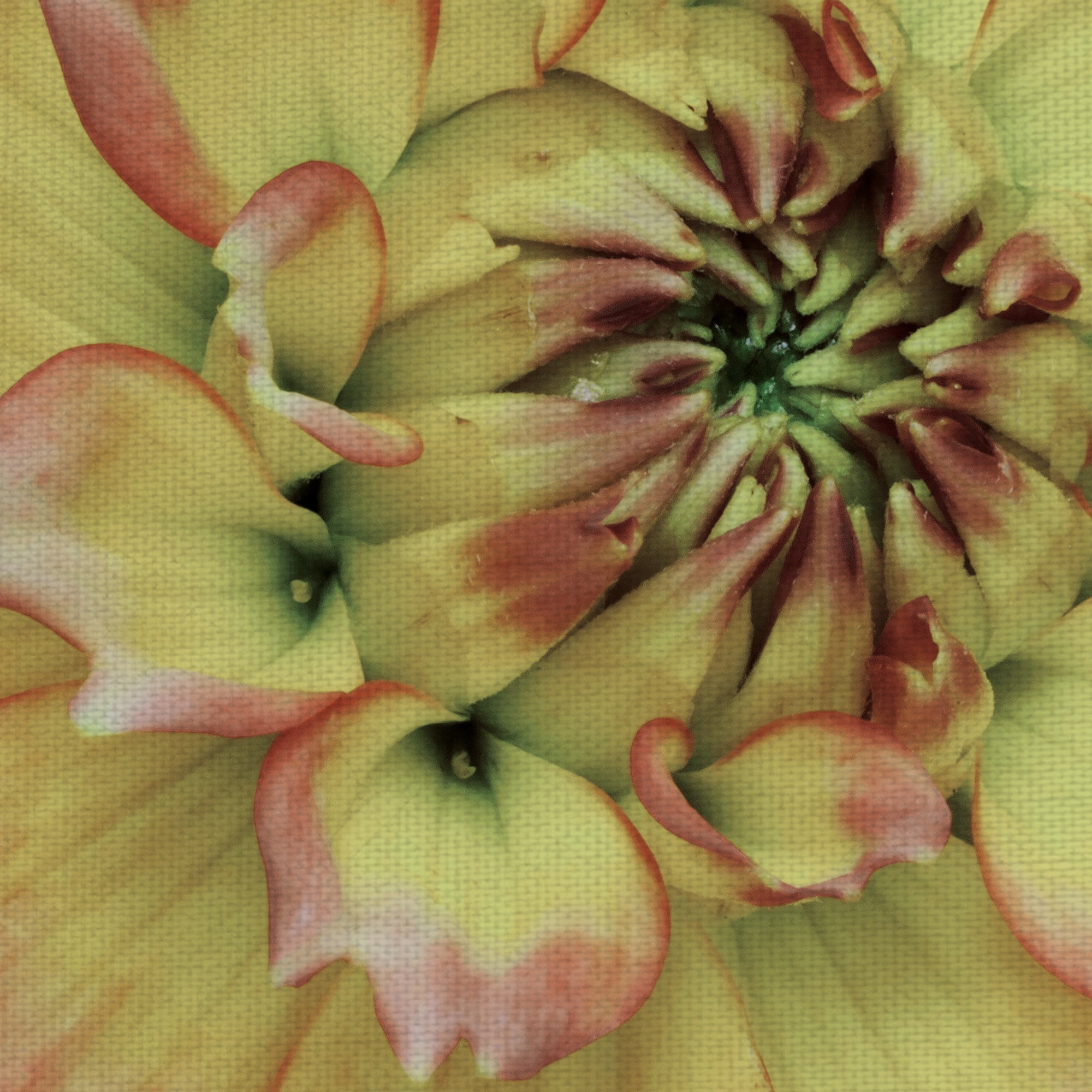 Masterpiece Art Gallery Pink Passion Soft Horizontal Flower By Robin Constable Hanson Canvas Art Print 22" x 28"