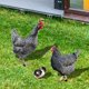 thumbnail image 2 of 3 estacas decorativas de acrílico con forma de gallina y pollito para jardín., 2 of 6
