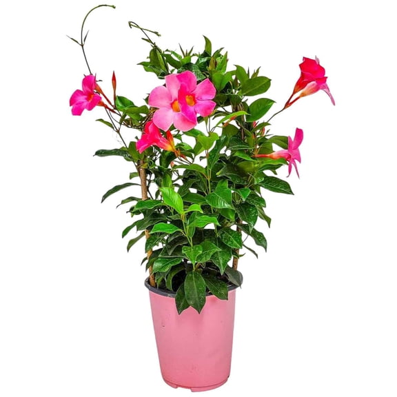 Tropical Plants of Florida 20" Pretty Pink Dipladenia Live Plants in 6" Planter