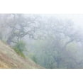 thumbnail image 2 of Paulson, Don 18x13 Black Ornate Wood Framed with Double Matting Museum Art Print Titled - California, Henry W Coe SP Morning fog in park, 2 of 4