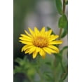 thumbnail image 5 of 100 HAIRY GOLDEN ASTER Chrysopsis Heterotheca Villosa Herb Yellow Flower Seeds, 5 of 9