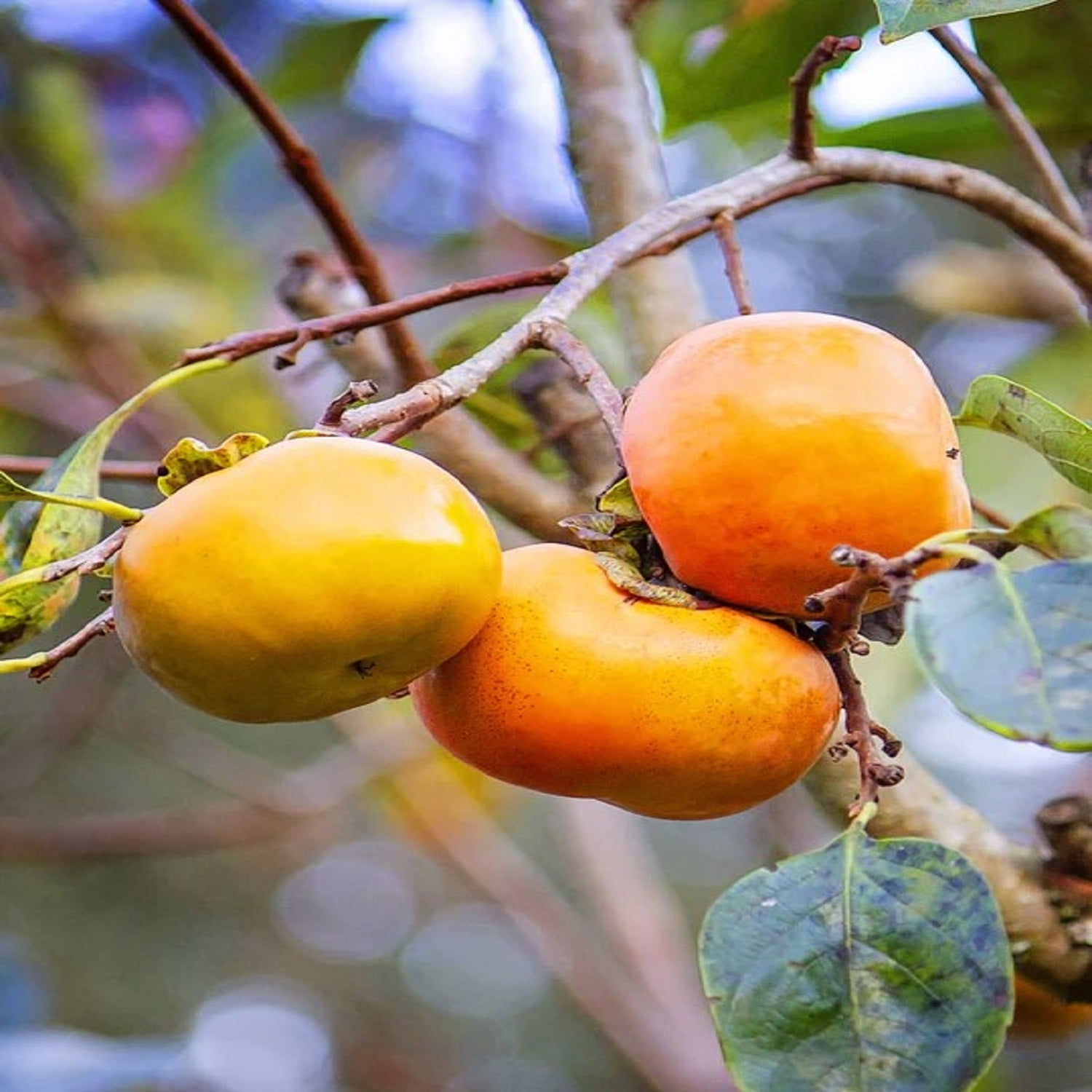 Expert Gardener 3-4 ft tall Ichi Ki Kei Jiro Persimmon Live Tree in 7-Gallon Grower Pot