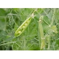 thumbnail image 7 of Organic Green Split Peas, 10 Pounds — Non-GMO, Kosher, Raw, Vegan — by Food to Live, 7 of 7