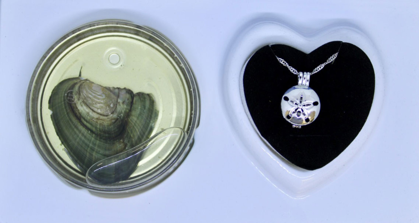 Sand Dollar Love Wish Pearl Kit 