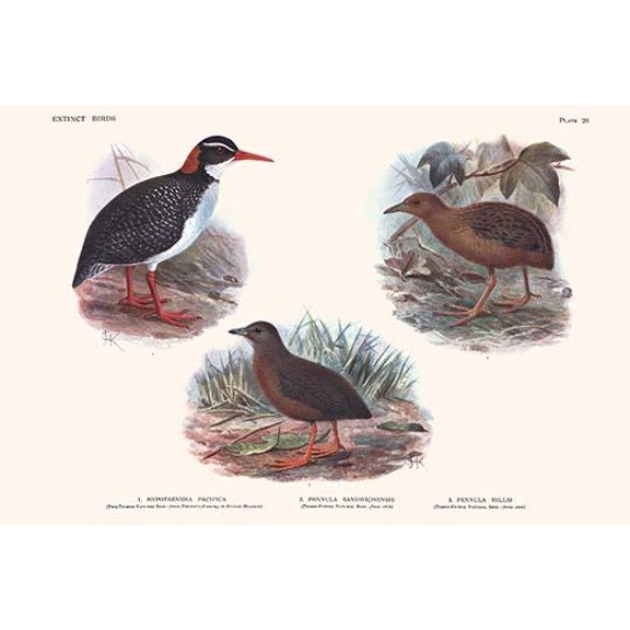 Hypotaeenidia Pacifica, Penula Sandwichensis, Pennula Millsi-Fine Art Canvas Print (20" x 30")