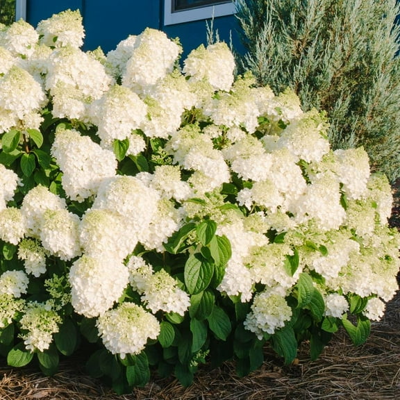 Little Hottie Panicle Hydrangea-Compact Shrub-Attracts Pollinators  3 Gallon