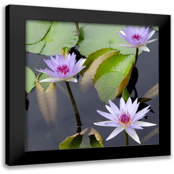 DeNardo, Laura 12x12 Black Modern Framed Museum Art Print Titled - Water Lily Flowers IV