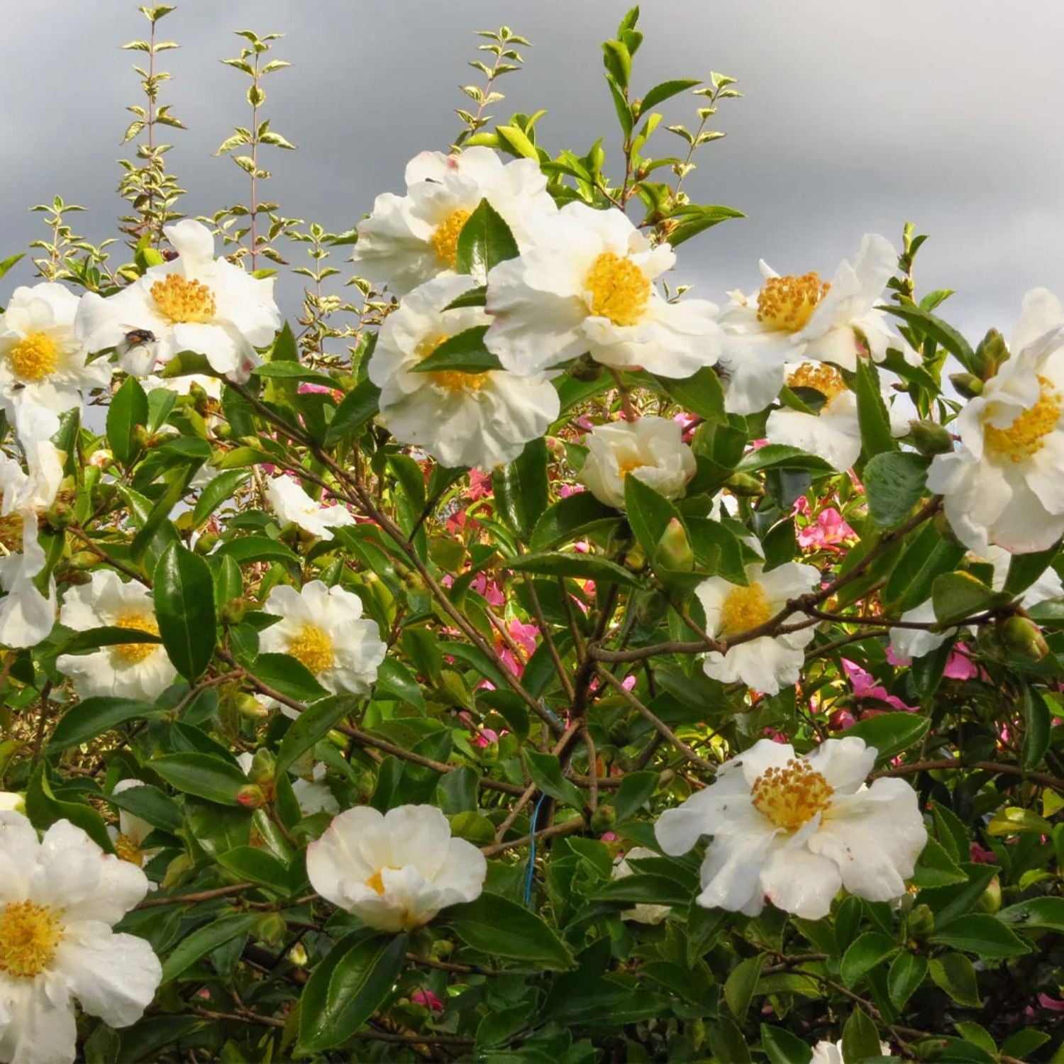Expert Gardener Sasanqua 'Setsugekka' Camellia Live Plant, 1-2 ft