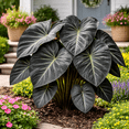 thumbnail image 3 of Coco Elephant Ears - colocasia esculenta Coco - Bulbs for Growing Your own Elephant Ears (5 Elephant Ear Bulb), 3 of 6