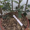 thumbnail image 4 of 100 Pieces Plastic Plant Labels, Tree Tags, Wrap Around Hanging Plant Tags, Waterproof Garden Labels (White, 2x20cm), 4 of 4