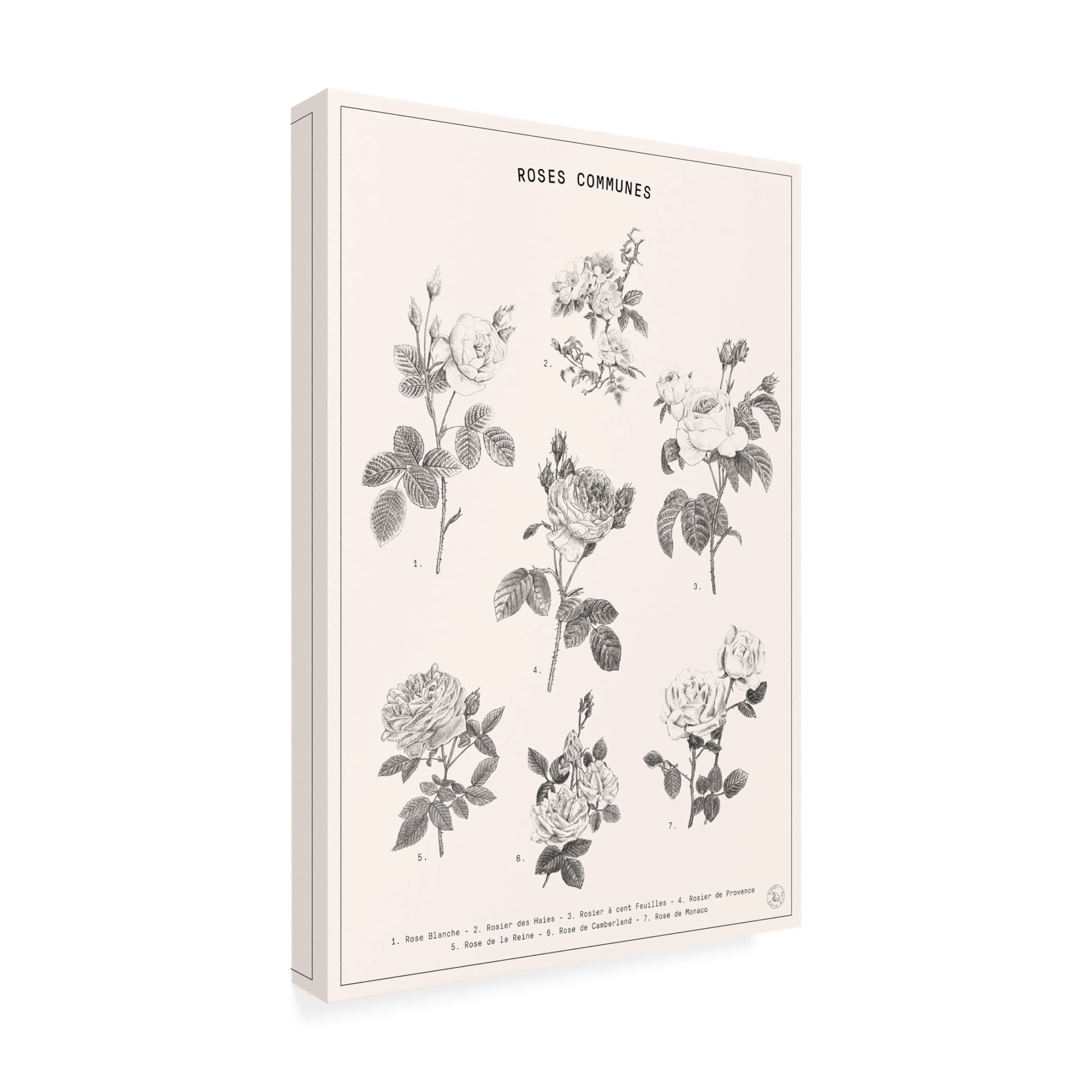 Trademark Fine Art Florent Bodart Roses Canvas Wall Art