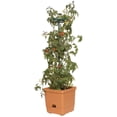thumbnail image 4 of Hydrofarm GCTT Self Watering Tomato Treillis Tree Planter Garden Grow System (2), 4 of 6