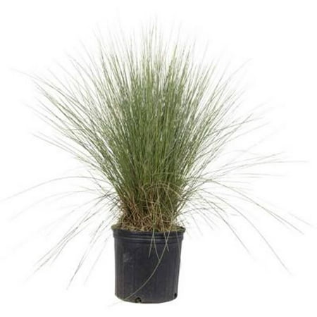 Pink Muhly Grass (2.5 Gallon) Tall Ornamental Perennial with Airy Plume Heads - Full Sun Live Outdoor Plant