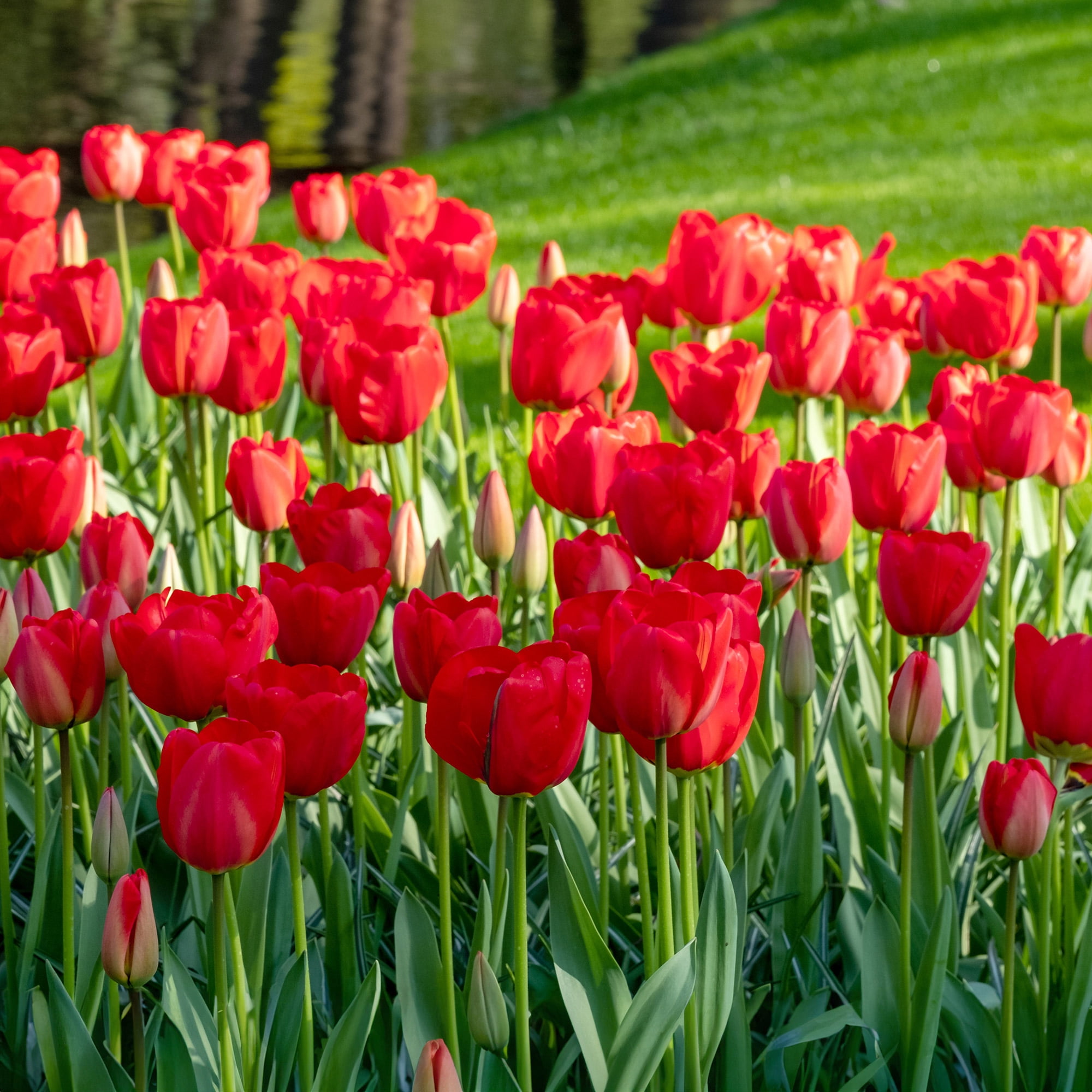 Garden State Bulb Triumph Strong Love Red Tulip Flower Bulbs, 12/+ cm (Bag of 25)