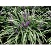 Classy Groundcovers, Lily Turf 'Variegated', Lilyturf, Border Grass, Monkey Grass (25 Pots, 3 1/2 inch square)