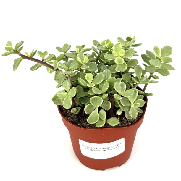 Rainbow Elephant Bush Portulacaria Afra Variegata, 4