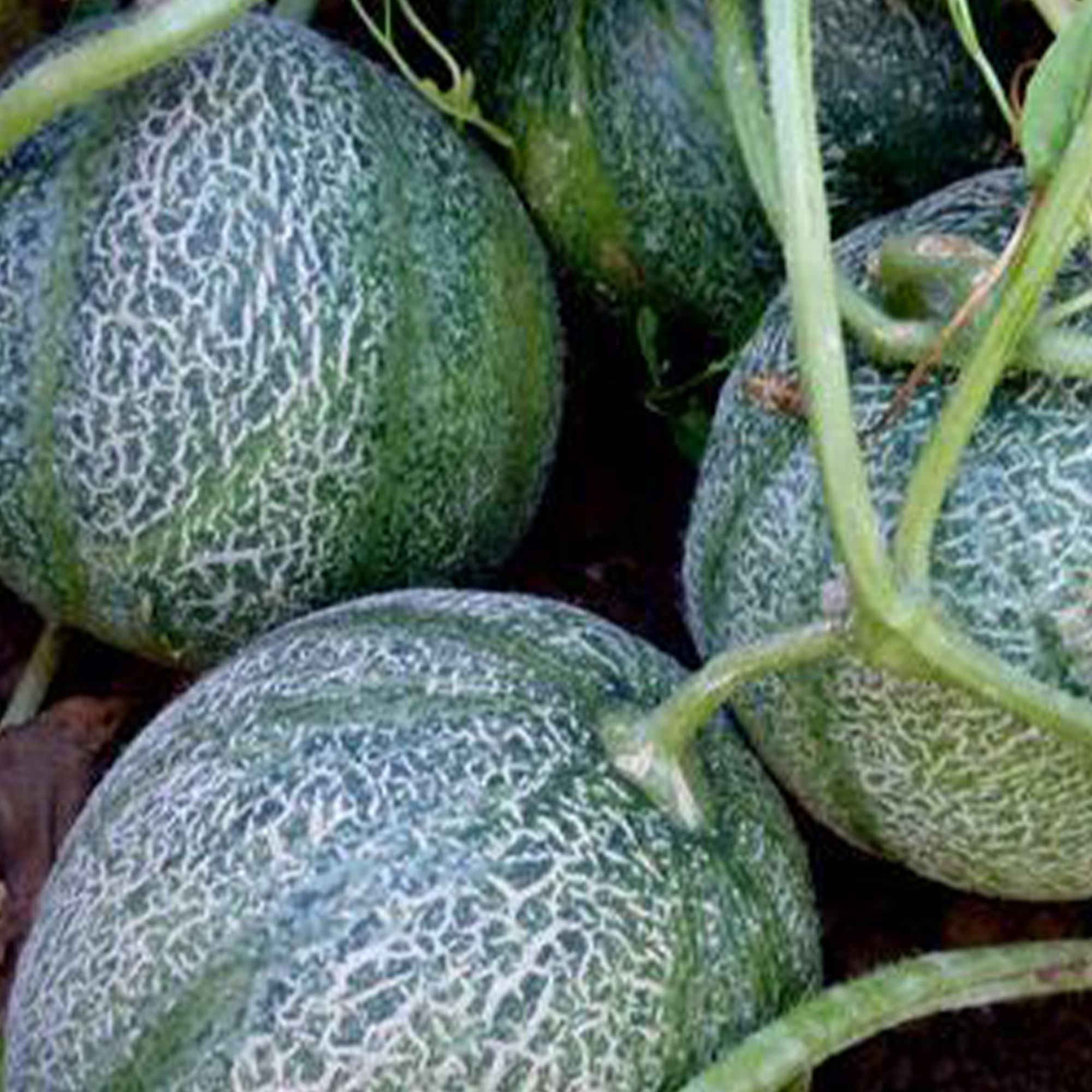 Minnesota Midget Melon Seeds 1 g 35 Seeds Heirloom, Open