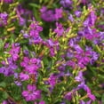 thumbnail image 3 of 2.5 in. Cuphea Enchantia Purple Live Perennial Plant with Purple Flowers (3-Pack), 3 of 9