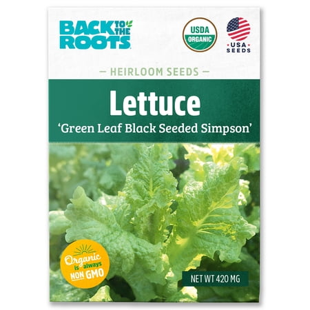 Back to the Roots Organic Green Leaf Lettuce 'Black Seeded Simpson', 1 Seed packet
