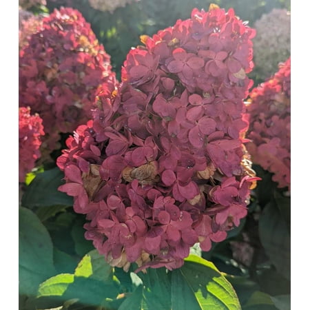 Love-A-Lot™ Pink Hydrangea
