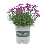 Proven Winners 2.5QT Pink Dianthus Live Plant Sun, Grower Pot