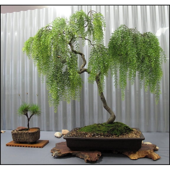Live Dwarf Australian Weeping Willow Bonsai Tree - Fast Growing, Indoor/Outdoor Bonsai Material