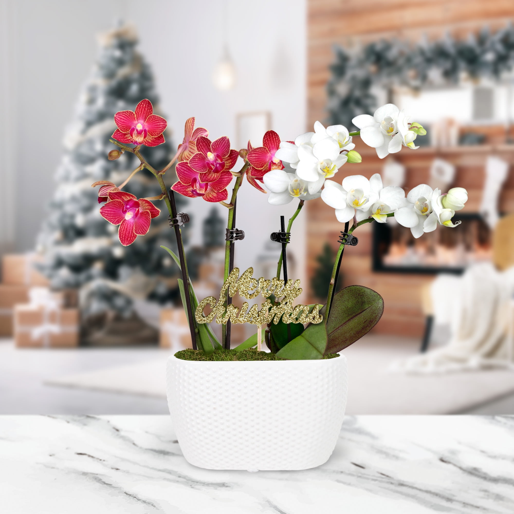 Just Add Ice 6-10" Red and White Orchid Duo Live Plants in 4" White Ceramic Planter with Merry Christmas Pick, House Plant