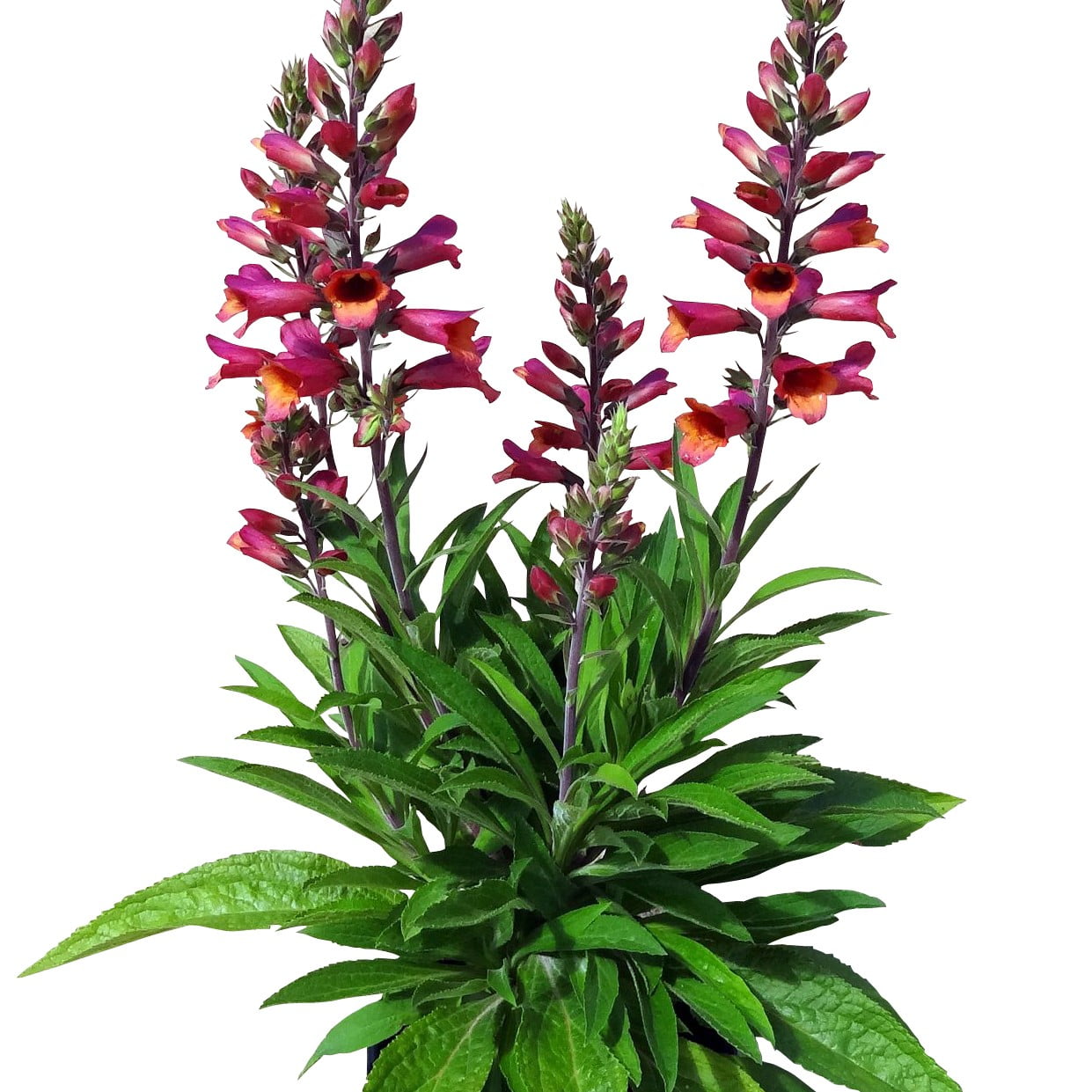 Expert Gardener 2.5 Quart Multicolor Digitalis Foxglove Perennial Outdoor Live Plants Partial Sun
