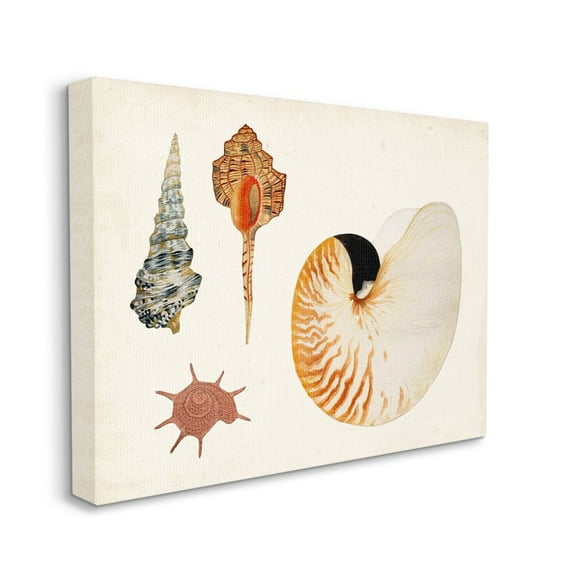 Stupell Industries Vintage Nautilus and Aquatic Spiral Shell Study Designed by Vision Studio