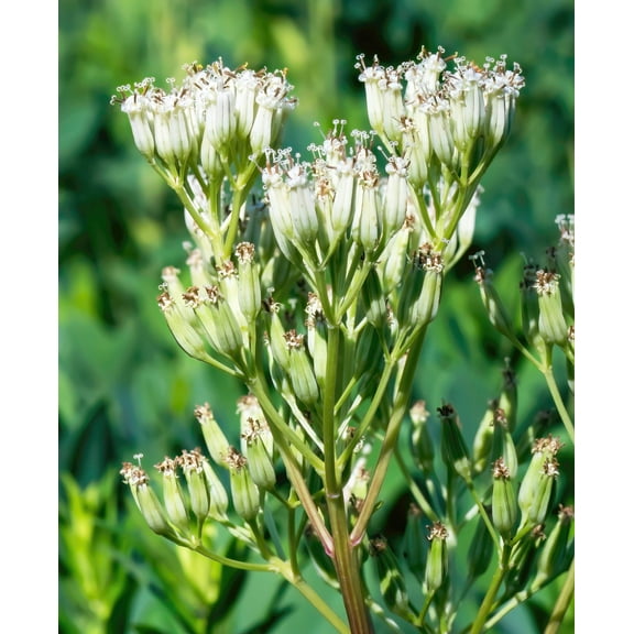 50 GREAT INDIAN PLANTAIN Cacalia Muhlenbergii White Flower Seeds