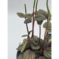 thumbnail image 6 of Peperomia Piccolo Banda, albovittata,4 inch Pot, Rare Mixed Frost peperomia, 6 of 7