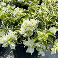 thumbnail image 5 of White Bougainvillea Plant Live, Flowering Bougainvillea Vine, Grow in Pot, Hanging Basket 4-8'' Tall, 5 of 6