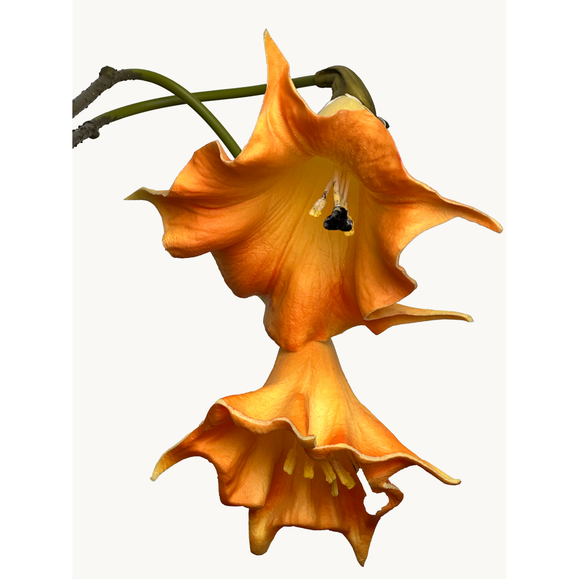Amaranton 24" Realistic 2 - Bloom Angel's Trumpet - Orange 4pcs Artificial Flowers Bouquet for Gift Home Decor Indoor Outdoor Faux Bloom Angel's Trumpet Flower Fake Floral Arrangements