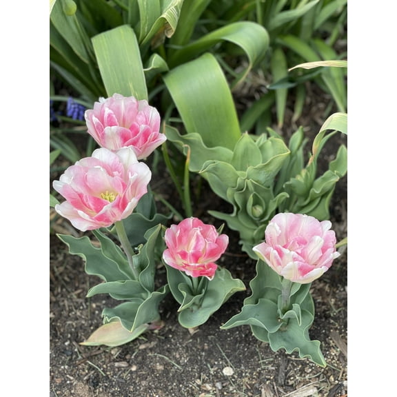 10 Double Early Foxtrot Tulip Bulbs