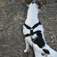thumbnail image 5 of PlacerMe Dog Reflective Mesh Collar Harness Leash Adjustable-Travel Walk Strap No Pull No Tug, 5 of 11