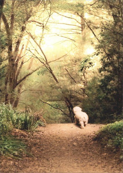 Avanti Press White Dog On Path Pet Sympathy Card