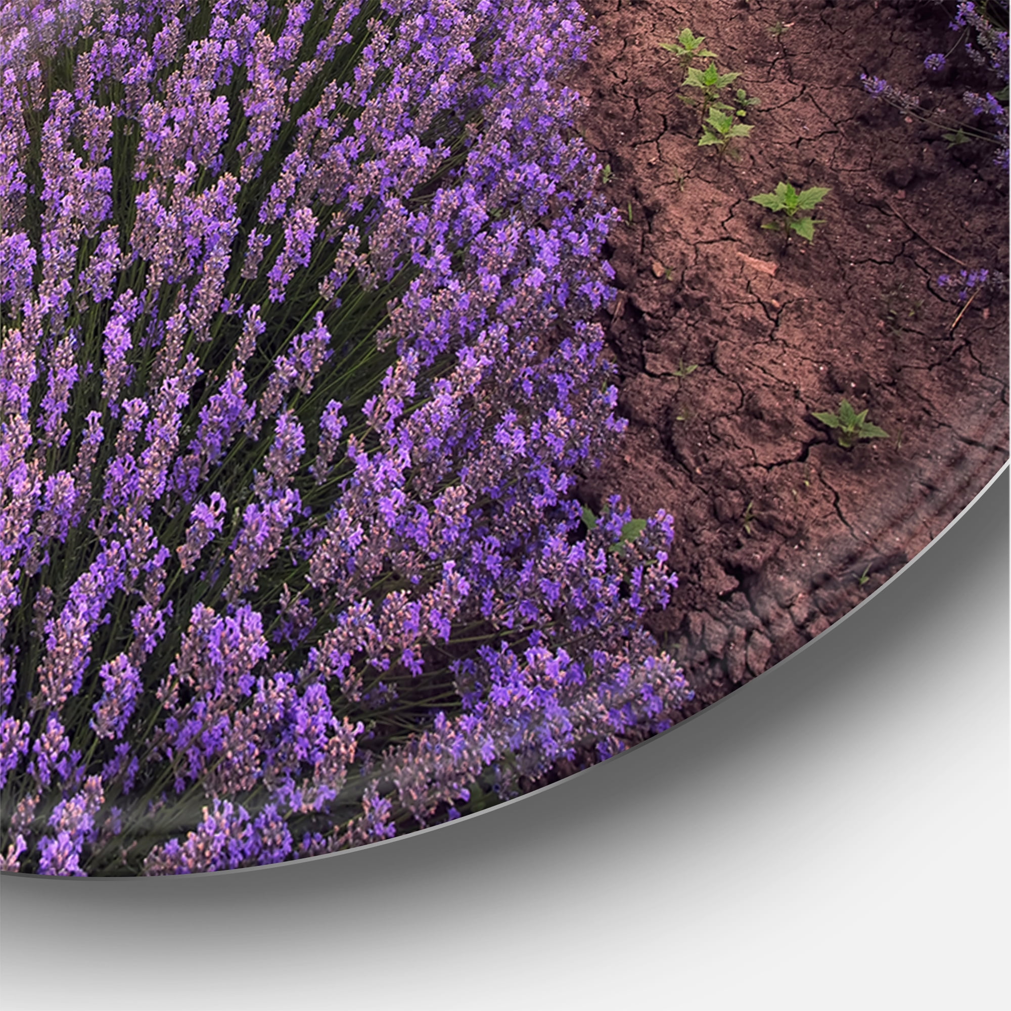 Designart 'Dramatic Clouds and Sunrise Over Lavender Field IX' Farmhouse Circle Metal Wall Art 36x36 - Disc of 36