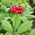 QAUZUY GARDEN 25 Seeds Stratified Wild American Ginseng Seeds for