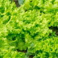Burpee Black Seeded Simpson Lettuce Seed Tape NonGMO, Heirloom