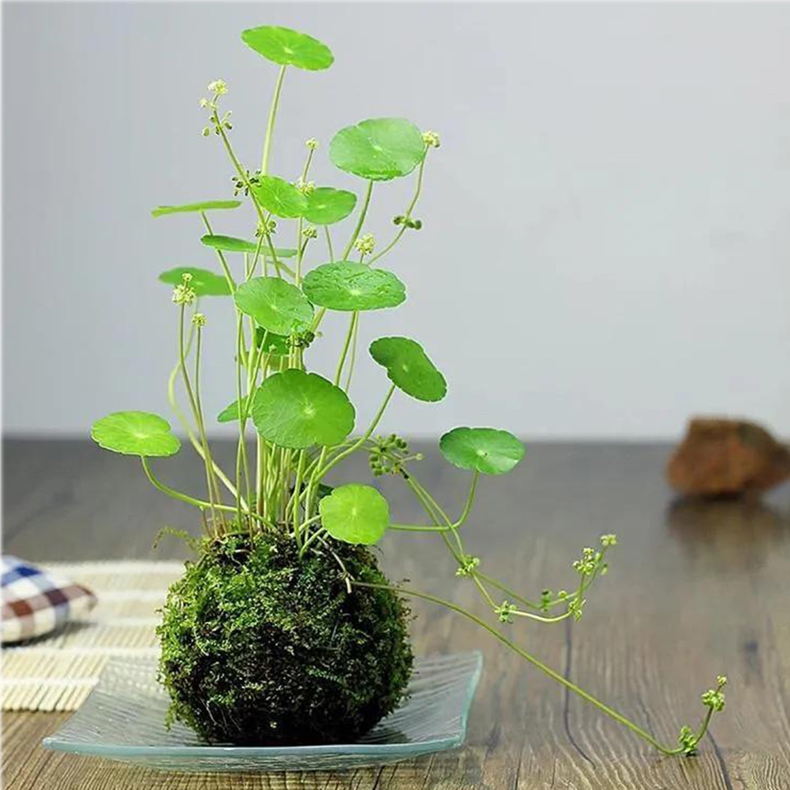 Natural Forest Moss for Plants and Reptiles Dried Green Sphagnum Moss Potting Mix for Orchid Plants Succulent Reptiles